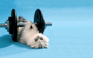 cat_working_out-1280x800